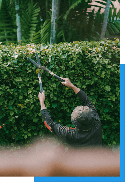 Worker trimming the top of a tall flowering hedge with manual hedge shears