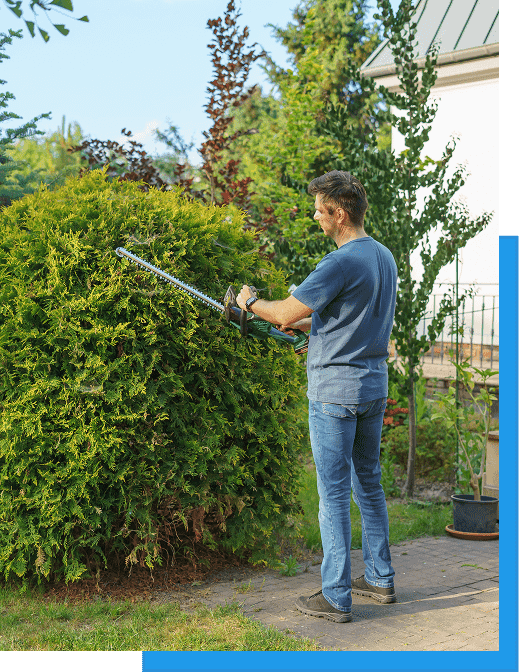 Landscaper shaping a large evergreen shrub with a powered hedge trimmer