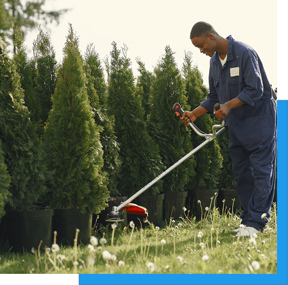Landscape technician string trimming grass along a row of potted arborvitae